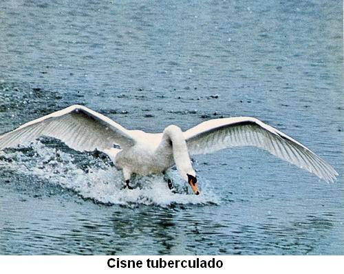 Cisne tuberculado.jpg
